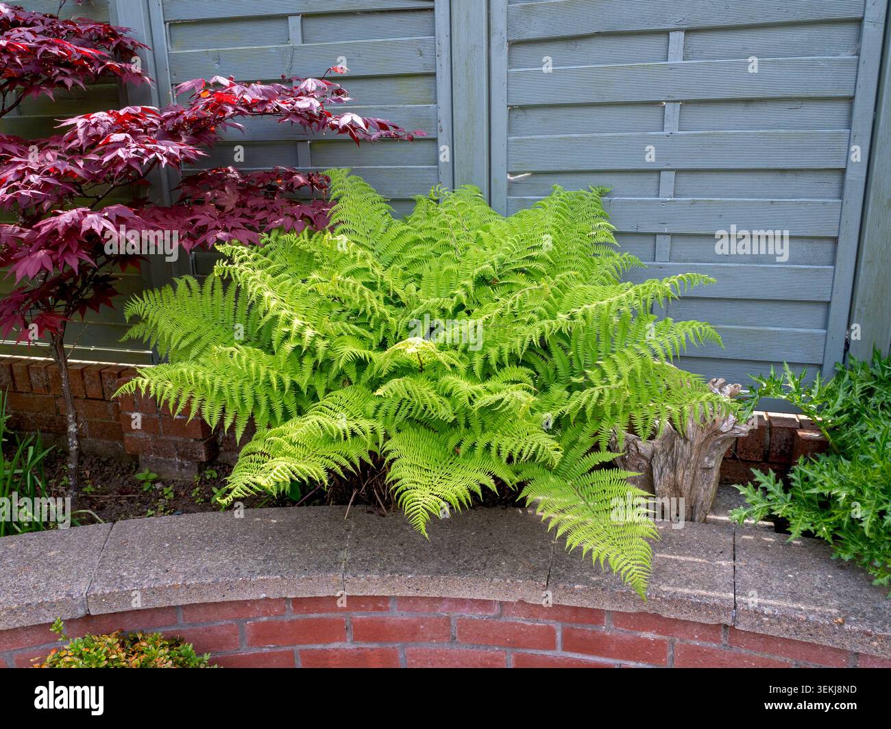 Lady Farn, Athyrium filix femina, in einem Garten Stockfoto