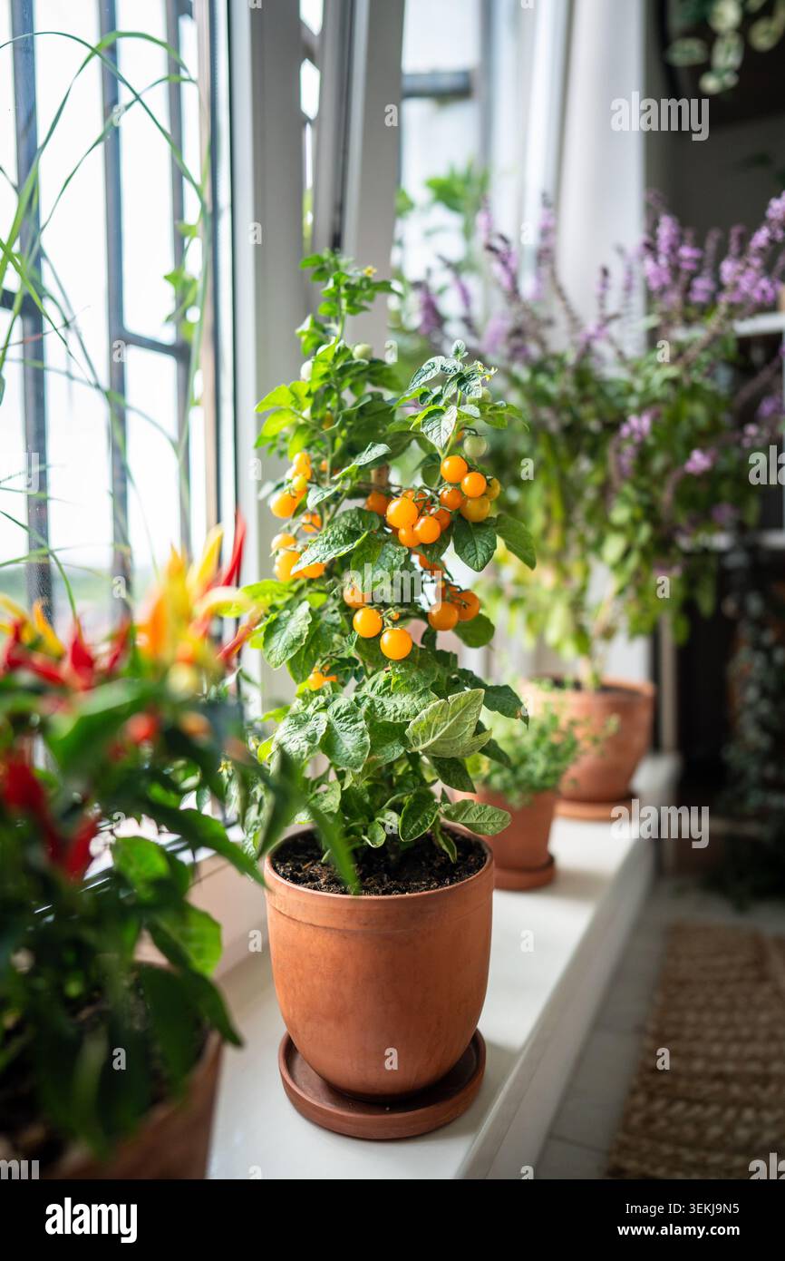 Hausgemacht aus kirschgelben Tomaten, rotem Pfeffer Chili, thailändischem Basilikum im Tontopf, der zu Hause wächst Stockfoto