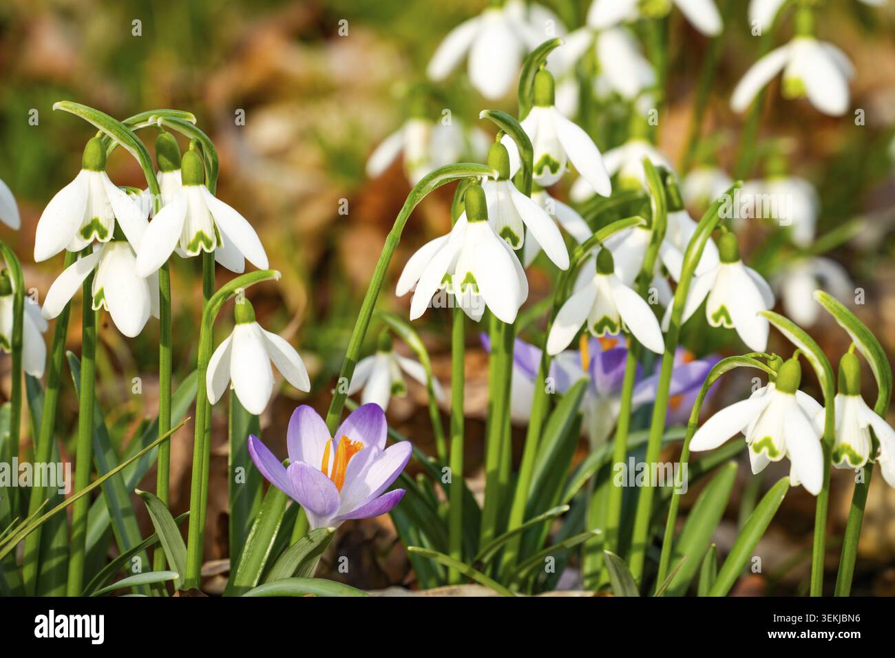 Eine Wiese mit verschiedenen frühen Blüten, hauptsächlich Krokusse (Gattung Crocus) und Schneeglöckchen (Gattung Galanthus) Stockfoto