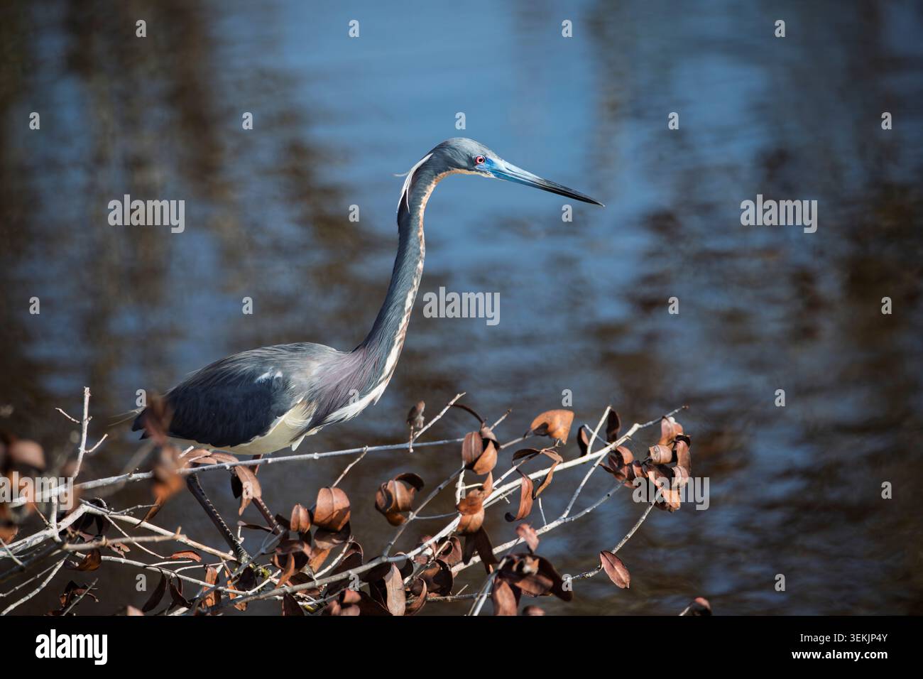 Nahaufnahme eines dreifarbigen Reihers in Merritt ist ein Naturschutzgebiet Stockfoto