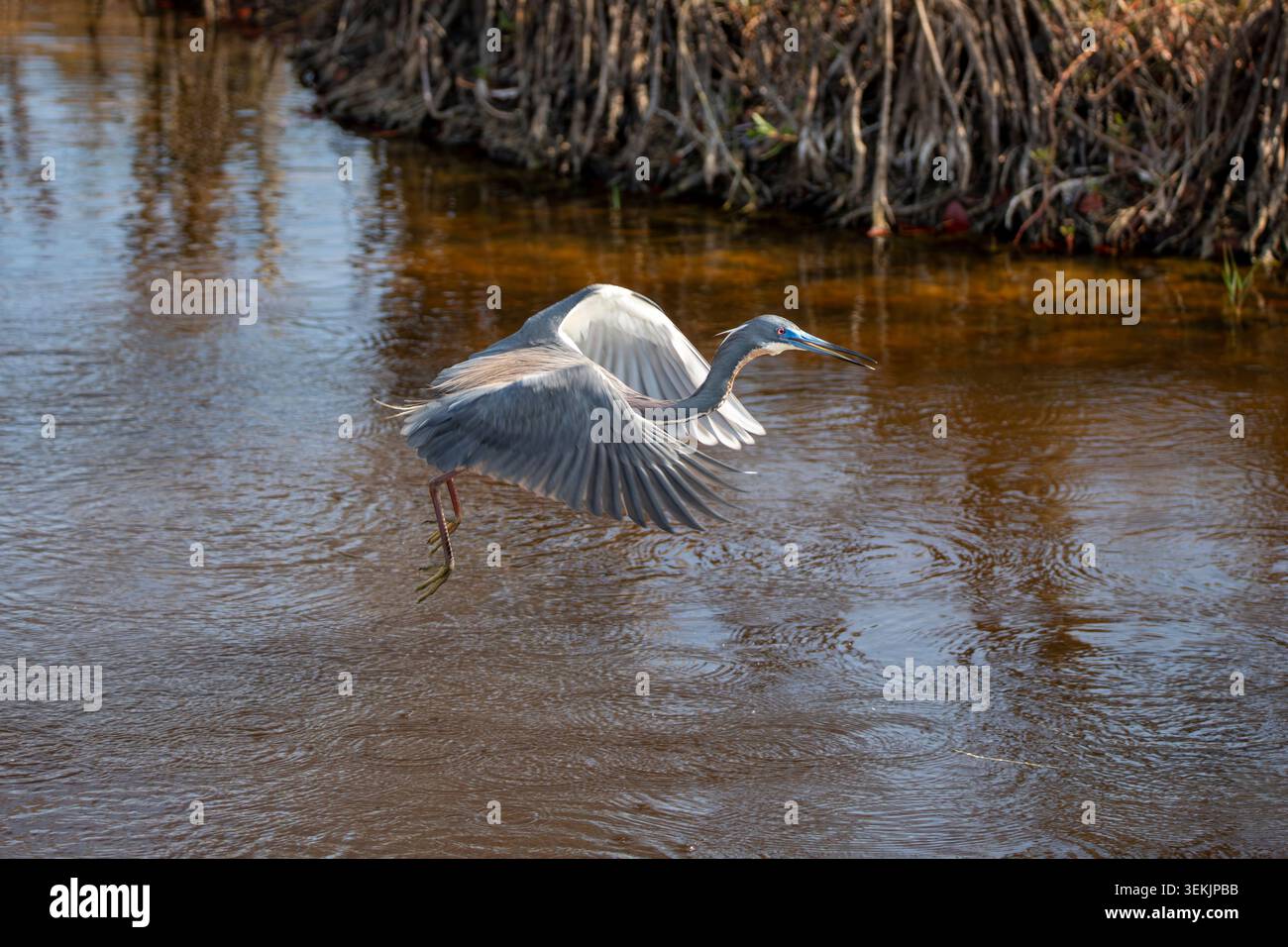 Ein dreifarbiger Reiher, der über einem Kanal im Naturschutzgebiet Merritt Island fliegt Stockfoto
