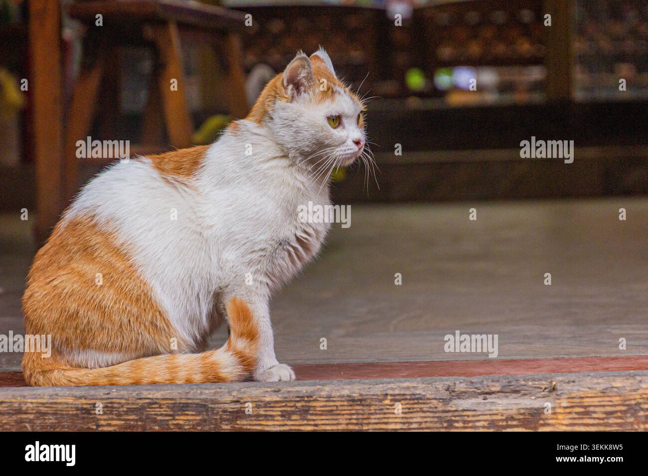 Katze in der antiken Stadt Pingayo, China Stockfoto