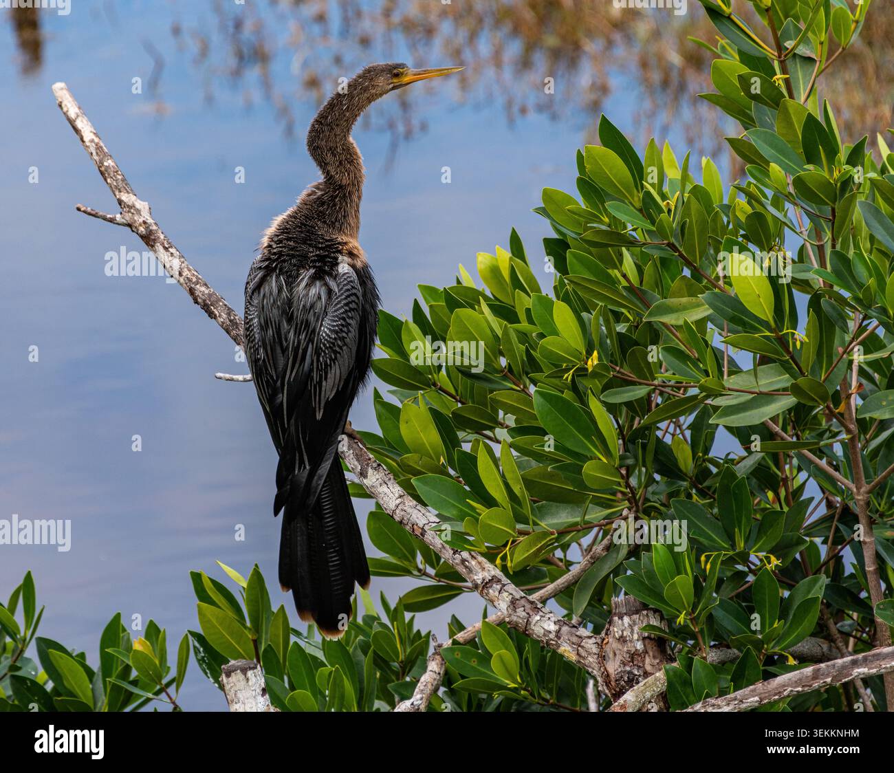 Collier County, FL Stockfoto