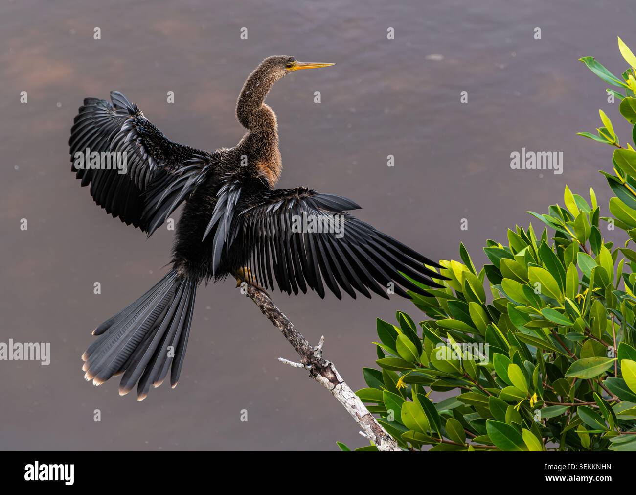 Collier County, FL Stockfoto