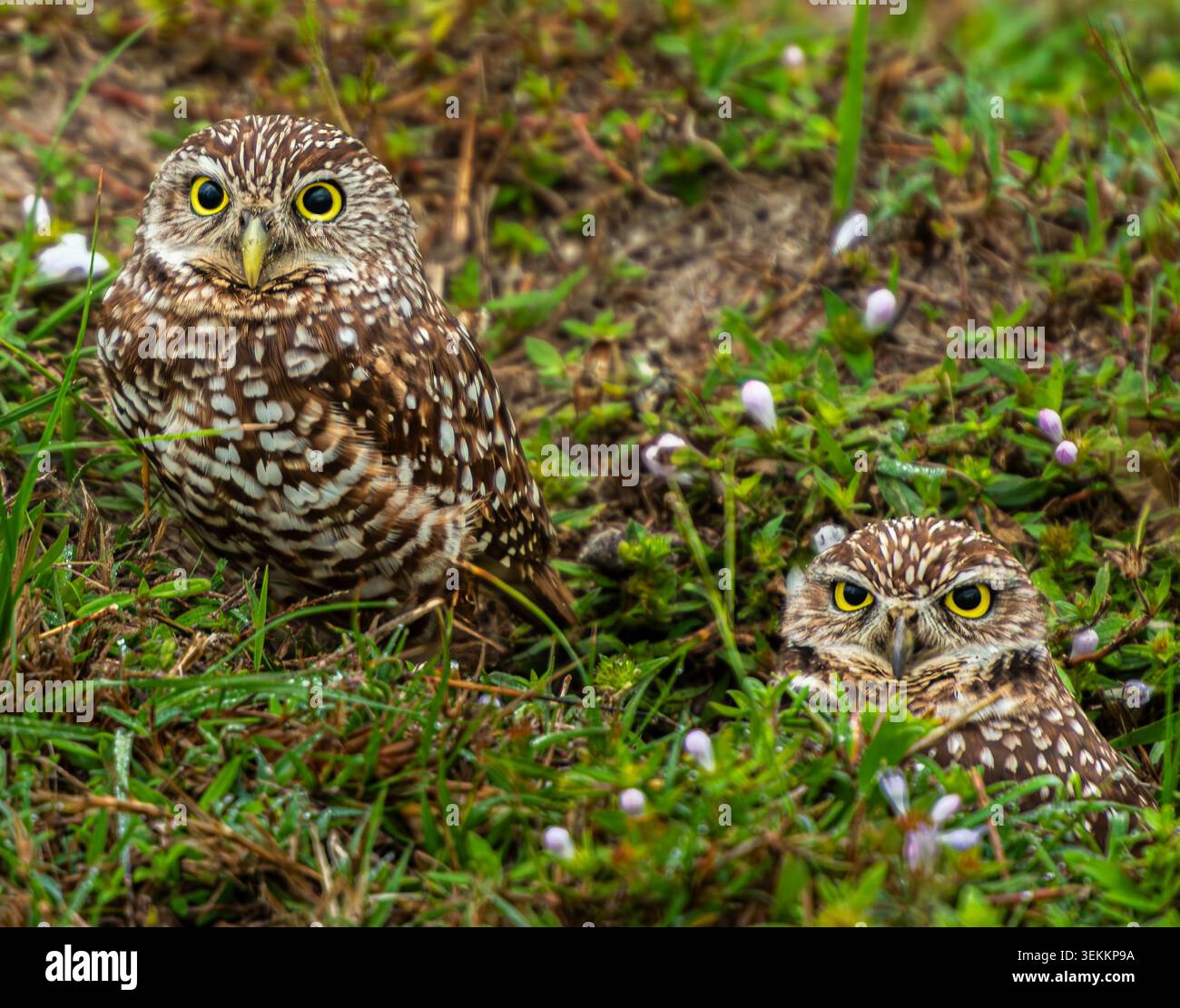 Burrowing Owls Stockfoto