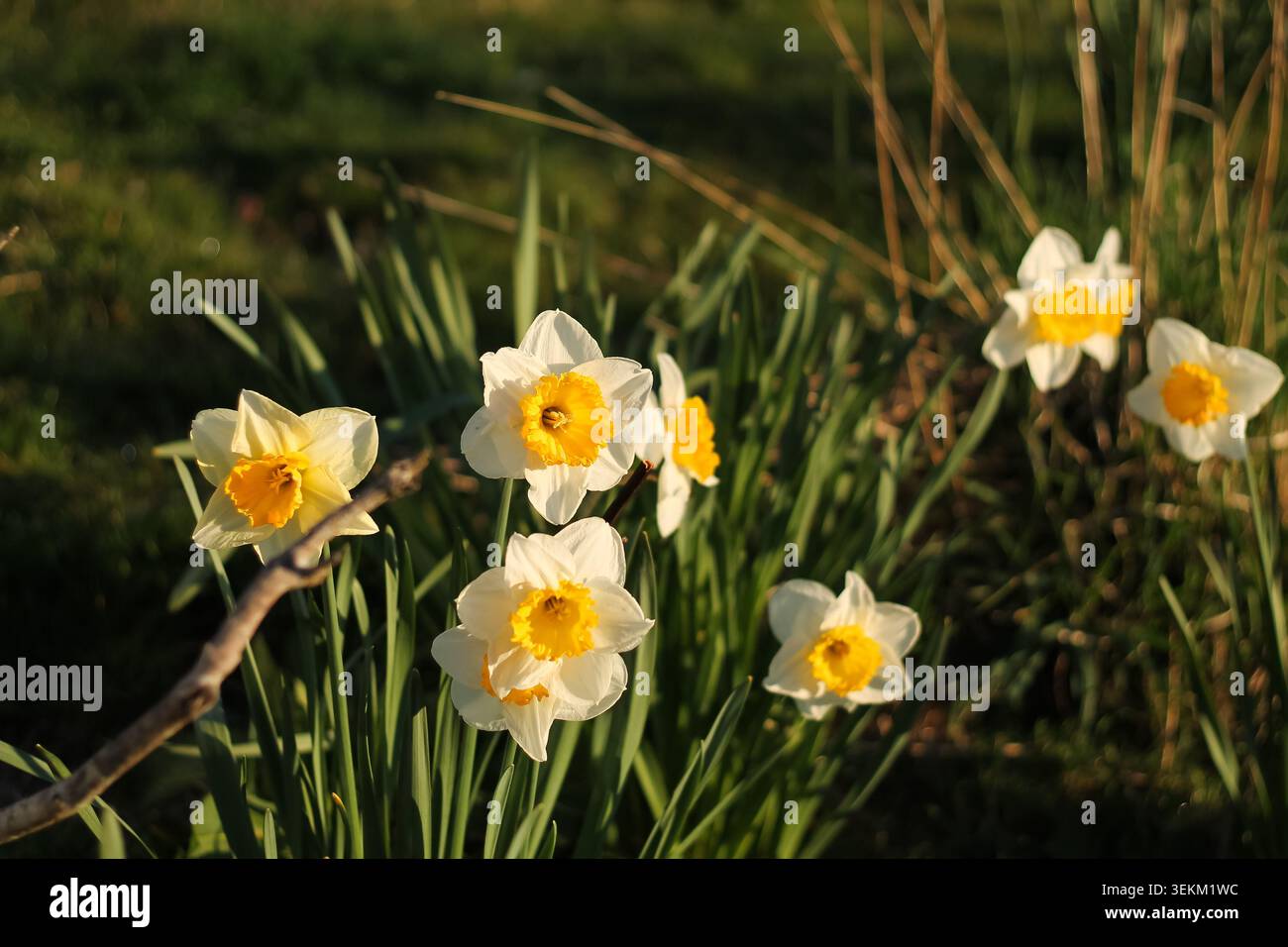 Narzissen im Morgenlicht in UBC Gardens Stockfoto