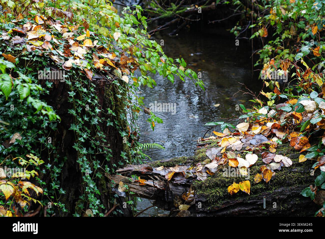 Herbstfarbe spritzt Unterholz entlang Eines Gebirgsstroms Stockfoto