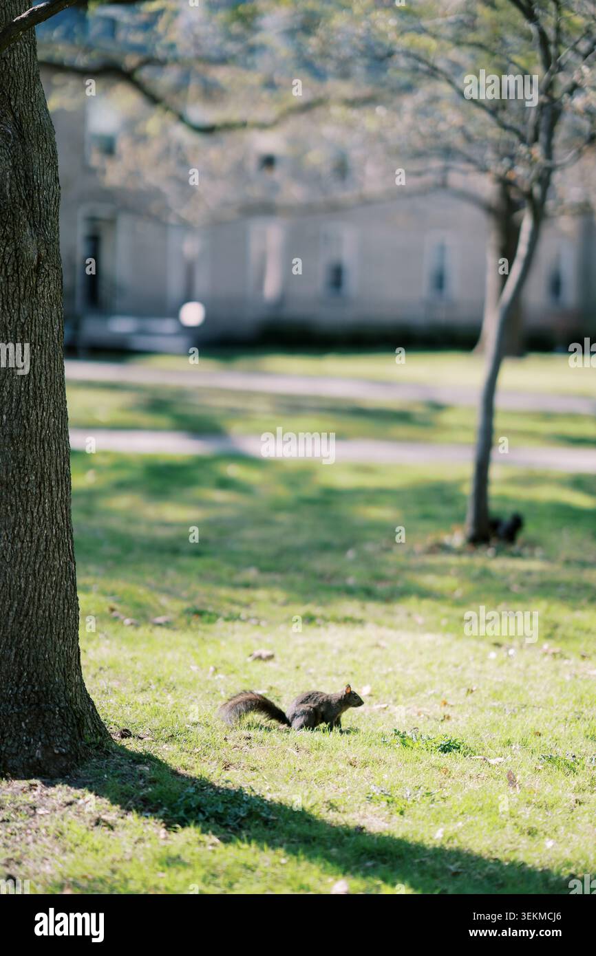Eichhörnchen auf grünem Gras in einem sonnigen Park Stockfoto