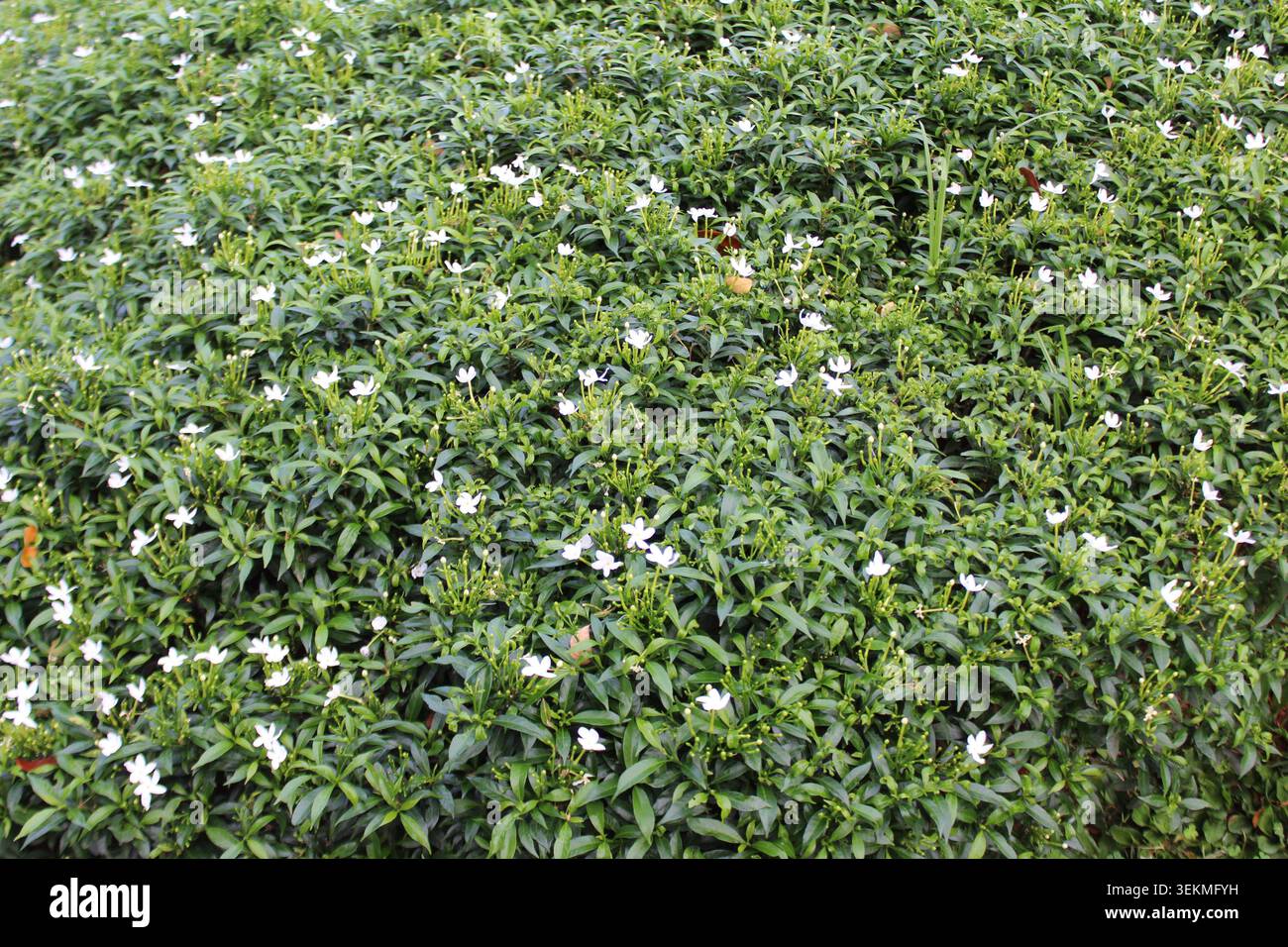 Schöne weiße Jasminblüten blühen auf Grün in einem tropischen Garten Stockfoto