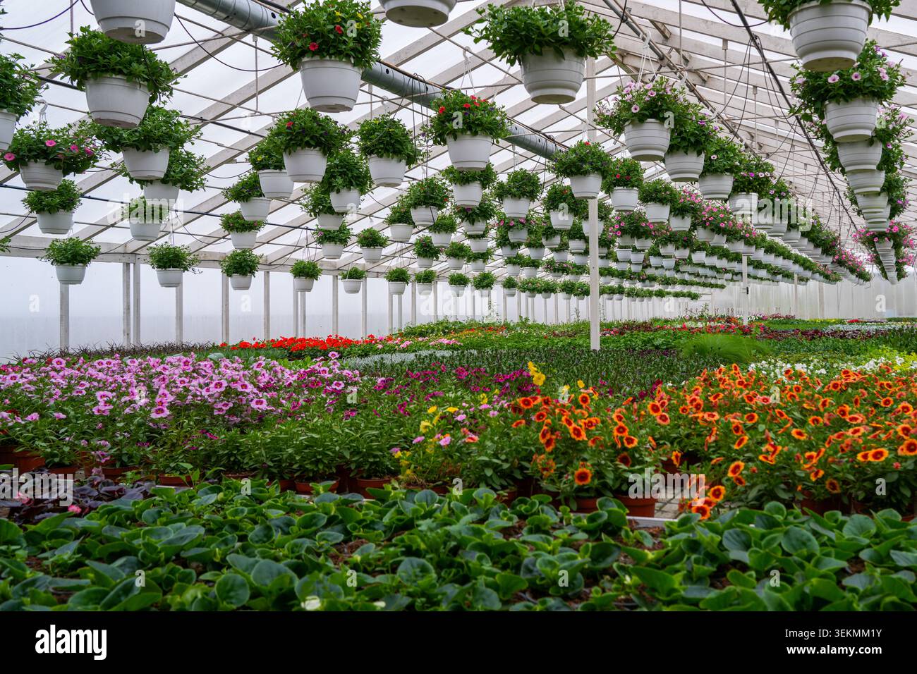 Reihen hängender Blumenkörbe über bunt blühenden Pflanzen in der gewerblichen Gewächshausschule Stockfoto