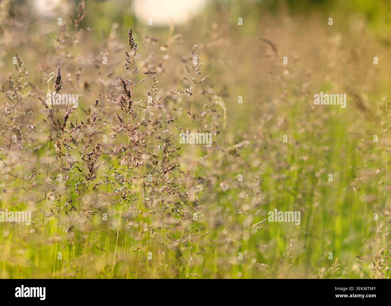 Goldene Wiesengräser in sanftem Abendlicht Stockfoto