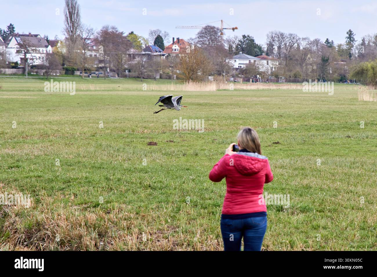 Eine Frau in roter Jacke, die auf einem grünen Feld steht und mit ihrem Smartphone ein Foto von einem großen Vogel macht, der tief über dem Gras fliegt. Stockfoto