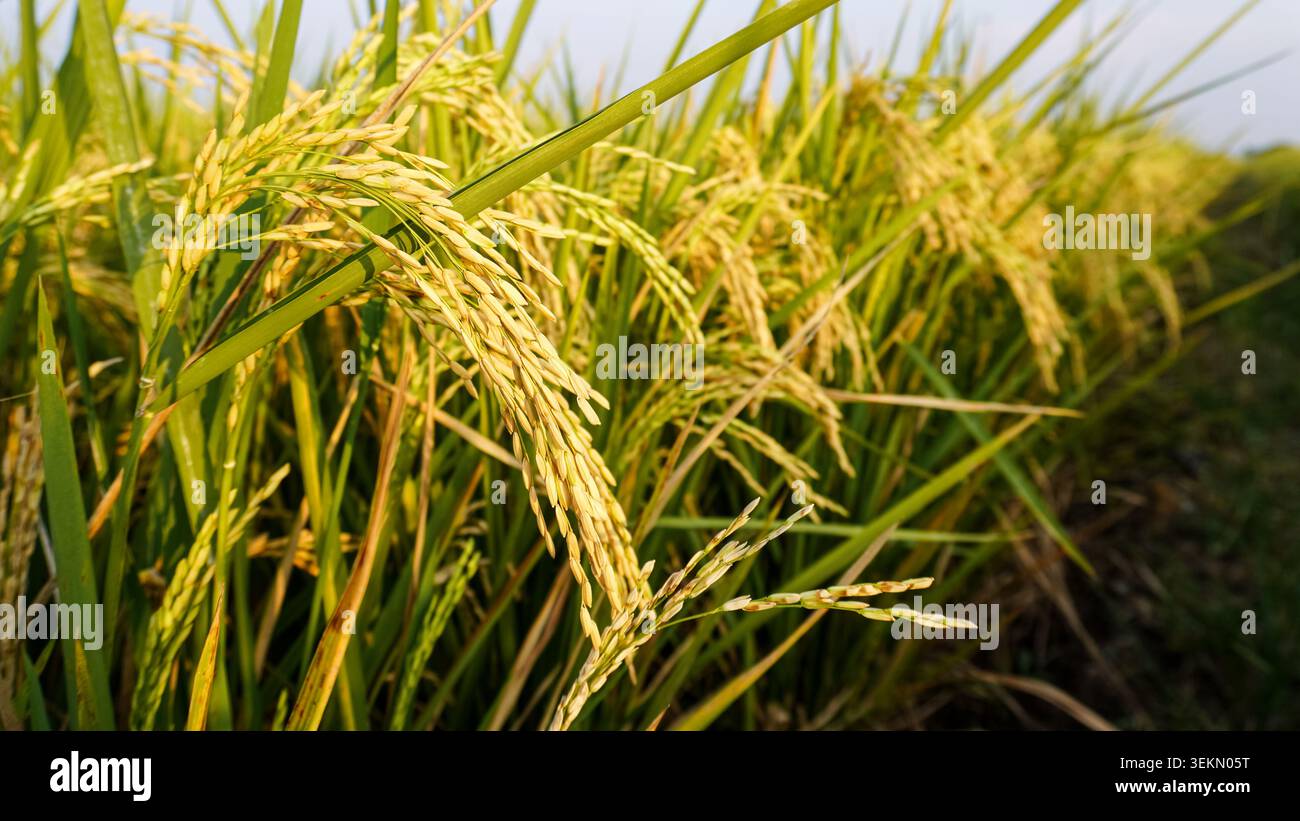 Nahaufnahme der Reifreispflanzen, die während der Erntezeit auf dem Reisfeld hängen Stockfoto