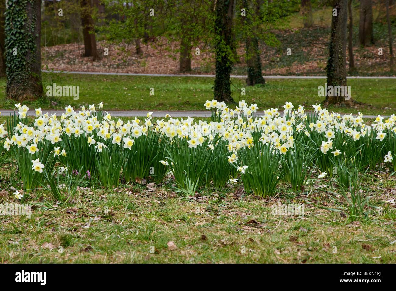 Ein großes Feld mit schönen weißen und gelben Narzissen blüht in einem Waldpark während der Frühlingssaison. Stockfoto