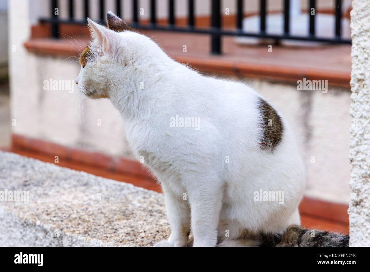 Weiße Katze, die in Seitenansicht auf einer Gartenmauer in einem Wohnviertel von Paphos, Zypern, sitzt. Ruhige mediterrane Straßenkatzenszene Stockfoto