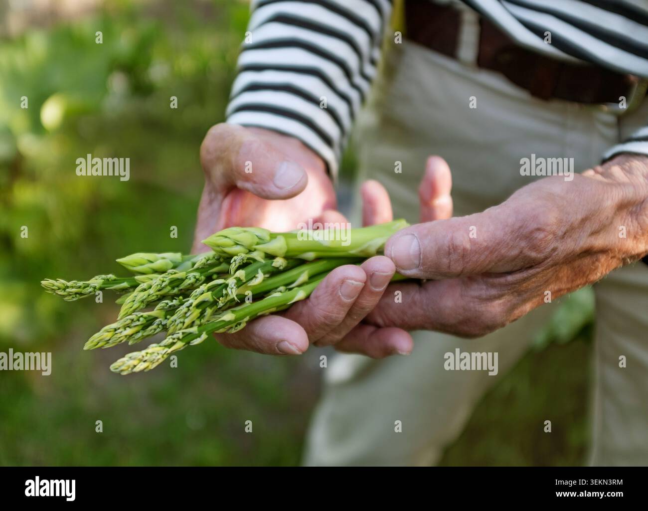 Senior-Mann hält Spargel in der Hand Stockfoto