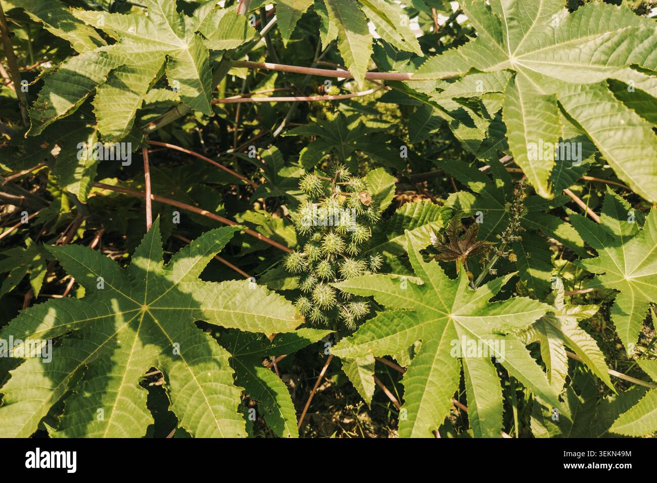 Rizinusbohnen- oder Rizinusölpflanzen (Ricinus Communis) mit grünen Samenkapseln und großen PALMATE-Blättern, die in der Wildnis in Syokimau, Kenia, wachsen Stockfoto