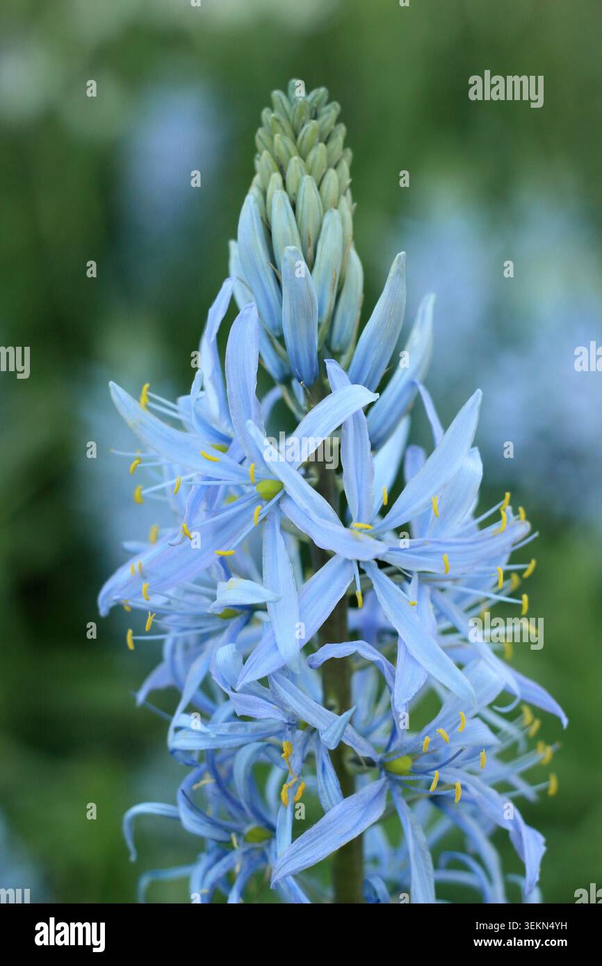 Camassia. Camassia cusickii 'blau', auch Cusick's Camass genannt. Mit charakteristischen blauen Blüten im Frühjahr. UK Stockfoto