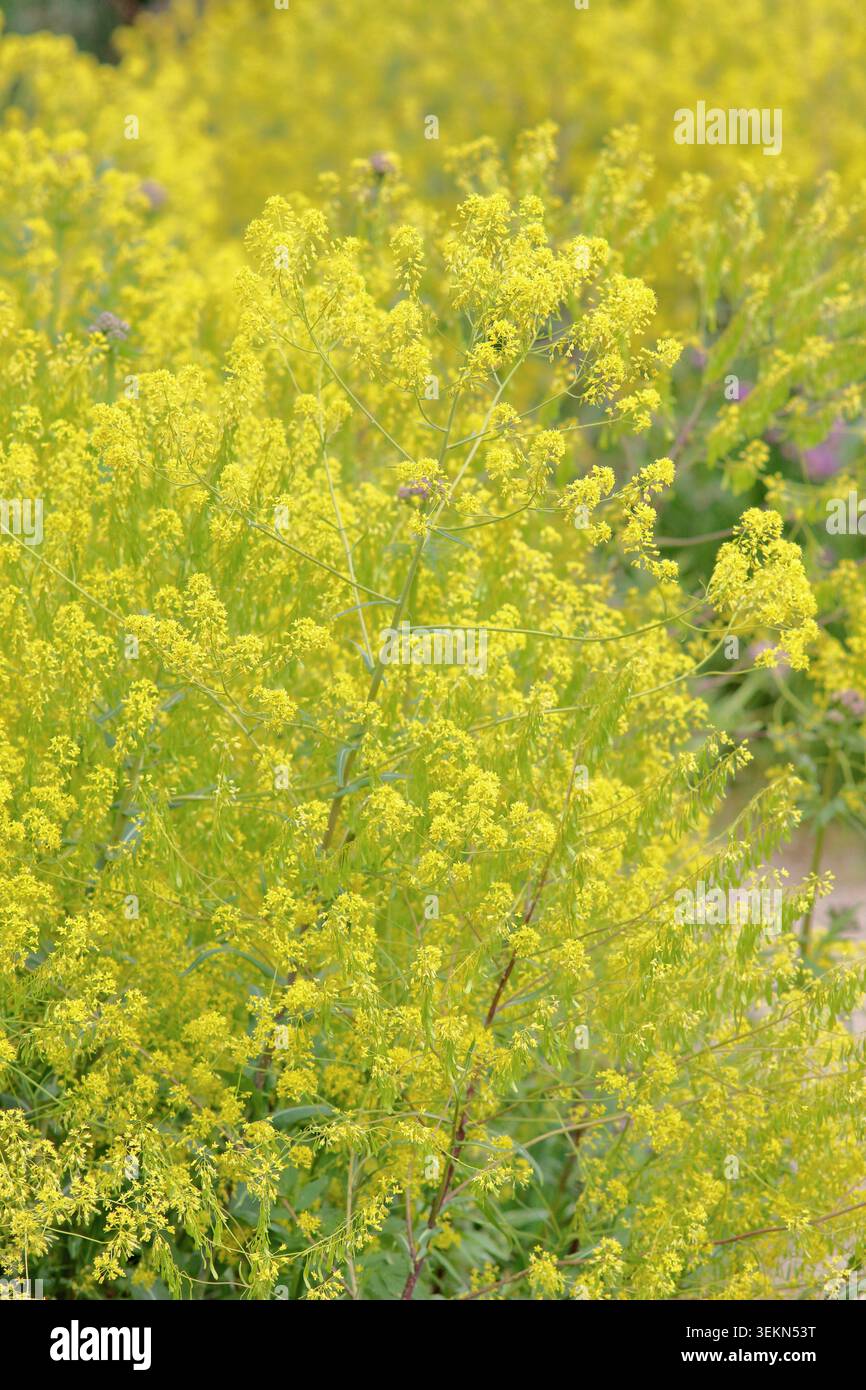 Wollblumen. Isatis tinctoria, Biennale Kraut, Färberwochenblüten im Sommer. UK Stockfoto