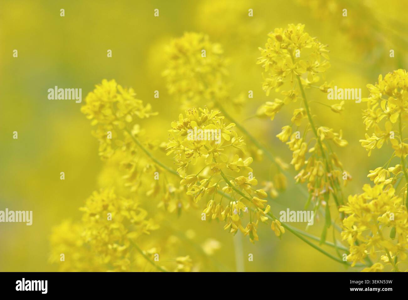 Wollblumen. Isatis tinctoria, Biennale Kraut, Färberwochenblüten im Sommer. UK Stockfoto