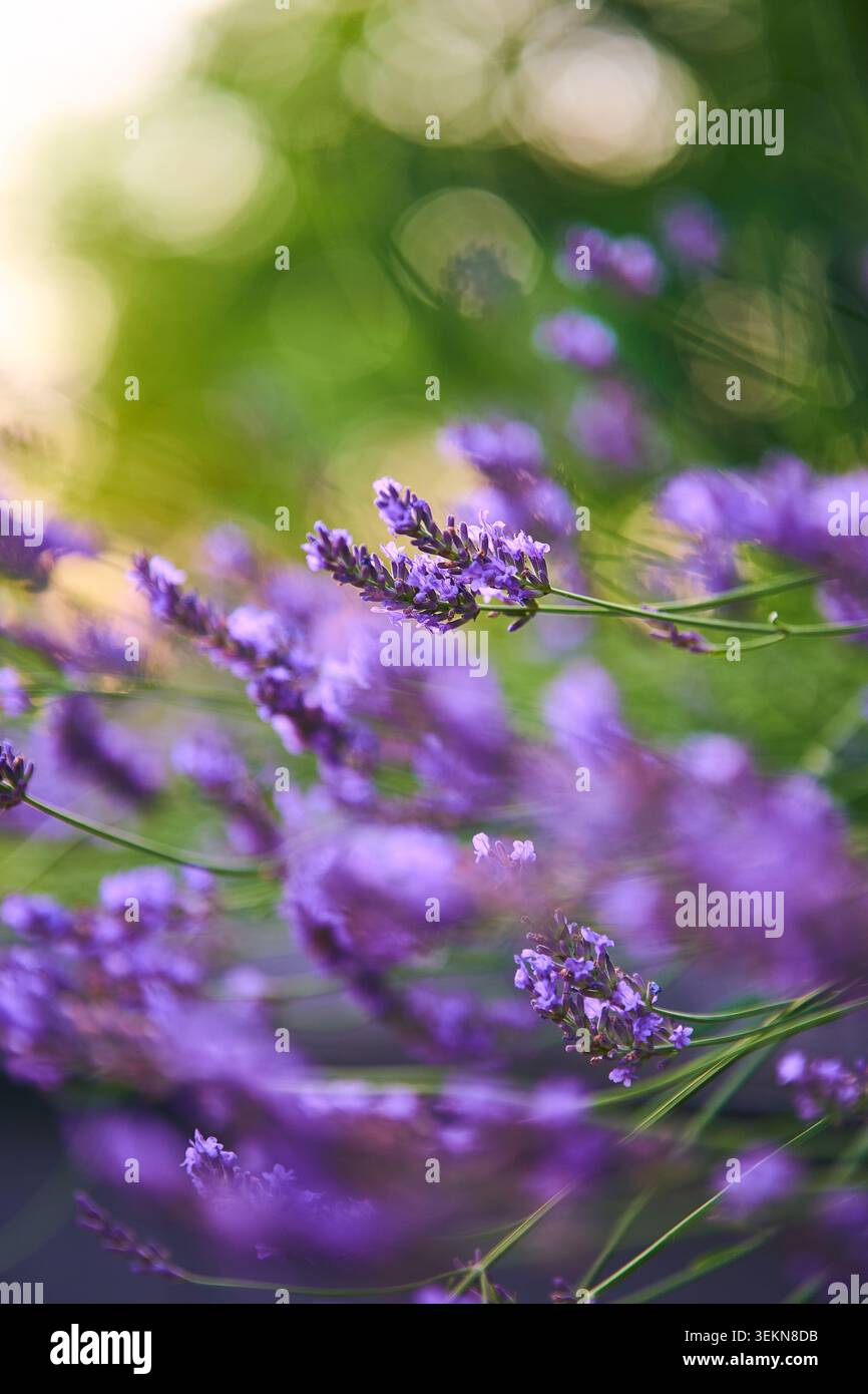 Blick aus der Nähe auf lila Lavendelblüten mit zarten Stielen und sanftem natürlichen Hintergrund, beleuchtet von warmem Sonnenlicht und umgeben von frischen Grüntönen Stockfoto