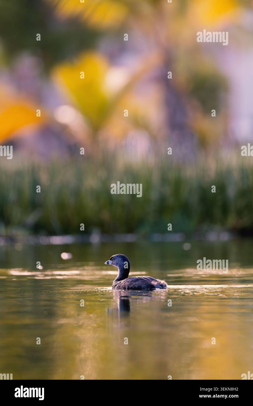 Rattenschnabel schwimmt in ruhigem Teichwasser mit schönem tropischen Bokeh-Hintergrund Stockfoto