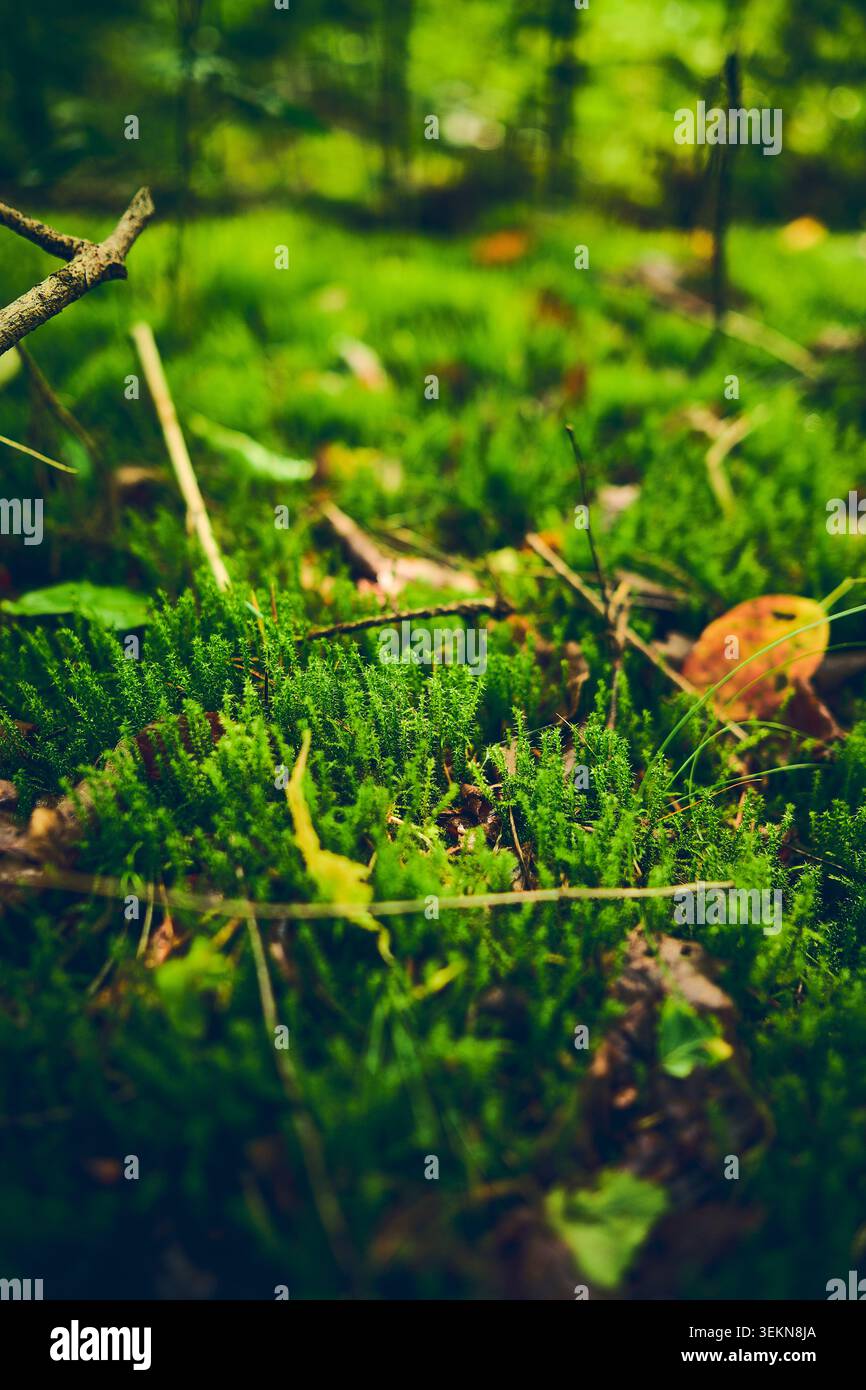 Dichtes grünes Moos bedeckt den Waldboden zwischen kleinen Zweigen, gefallenen Blättern und Gräsern, mit einem sanft verschwommenen Waldhintergrund und natürlichem Tageslicht Stockfoto