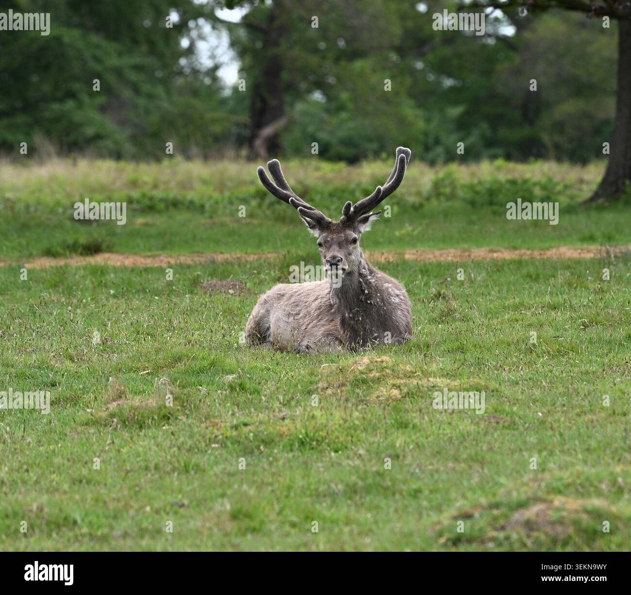 Hirschtiere Stockfoto
