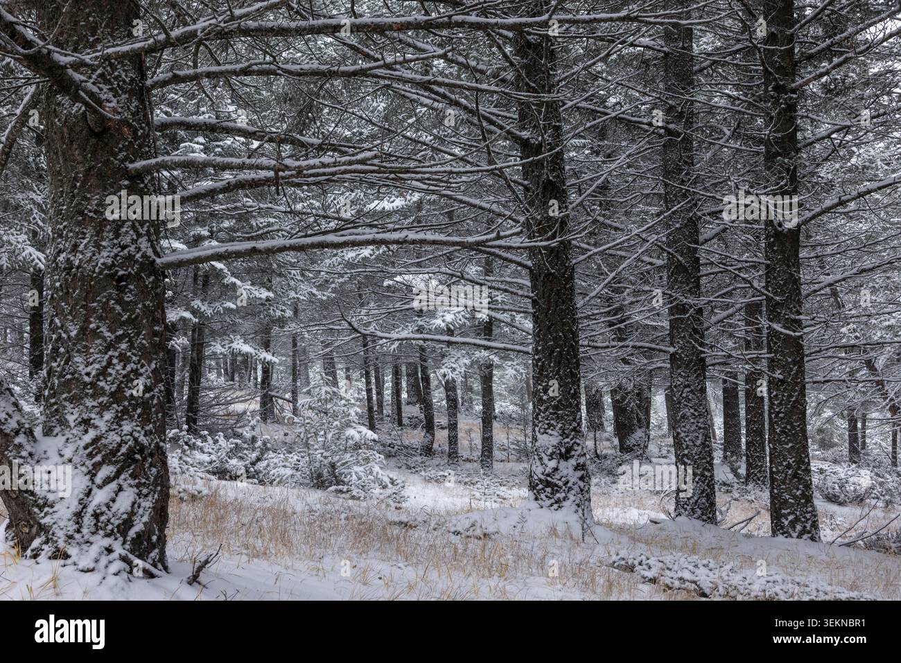 Schneebedeckter Wald in der Nähe von Banff in den Kanadischen Rockies, Banff National Park, Alberta, Kanada. Herbst (Oktober) 2024. Stockfoto