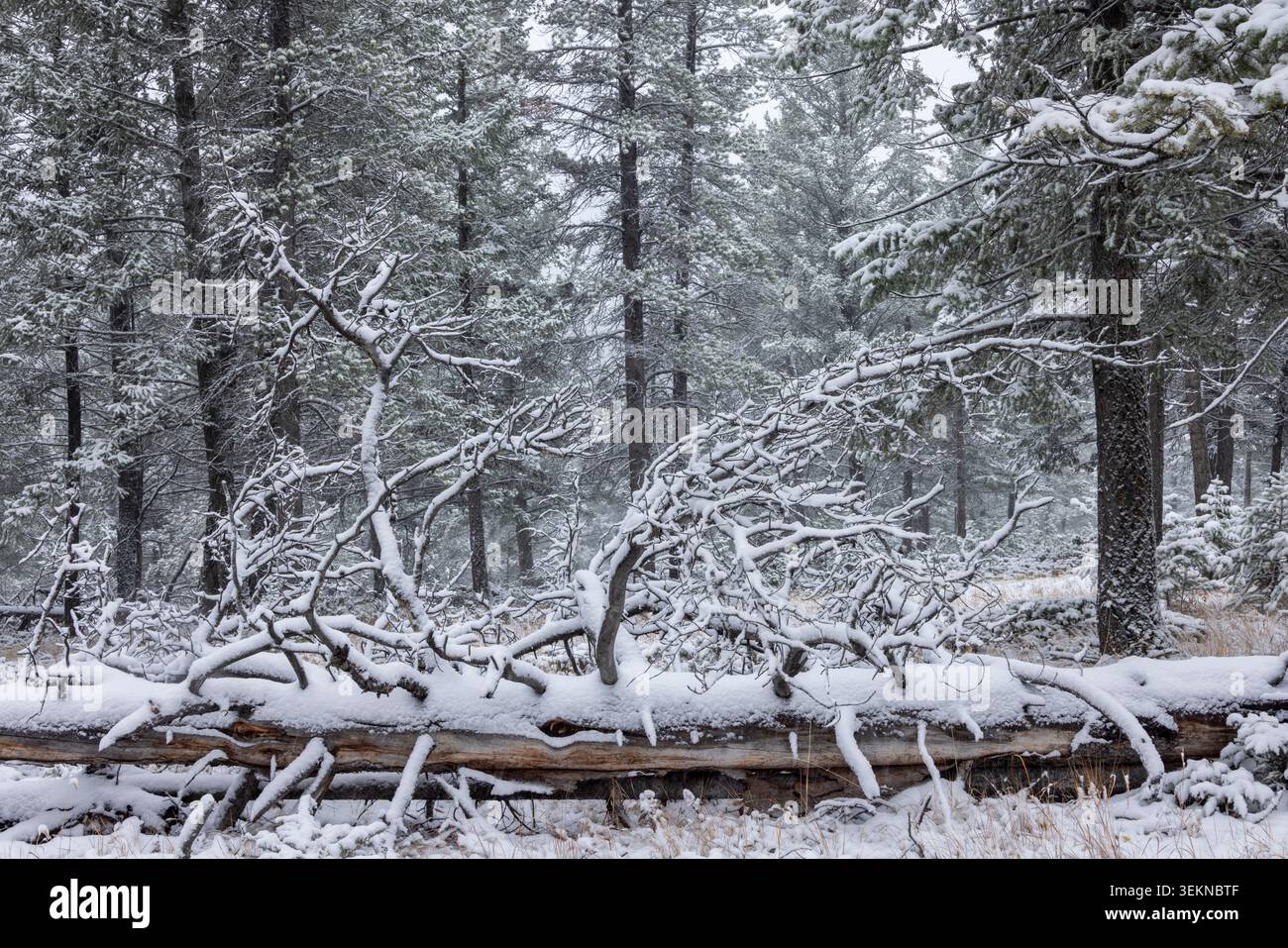 Schneebedeckter umgestürzter Baum in einem Wald in der Nähe von Banff in den Kanadischen Rockies, Banff National Park, Alberta, Kanada. Herbst (Oktober) 2024. Stockfoto