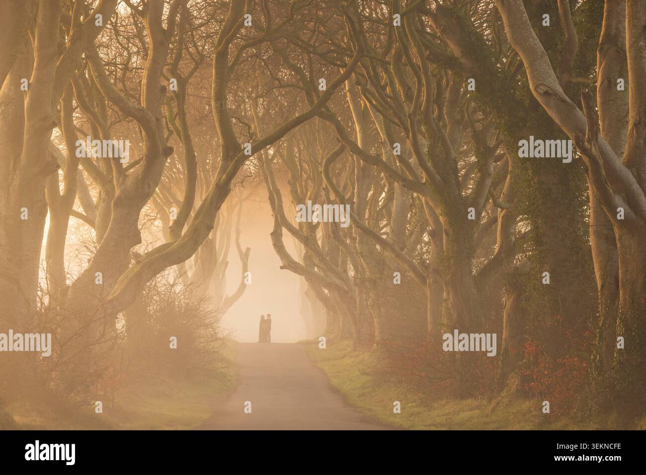 Frisch vermähltes Paar auf der Dark Hedges Road in County Antrim, Nordirland. Frühjahr (März) 2026. Stockfoto