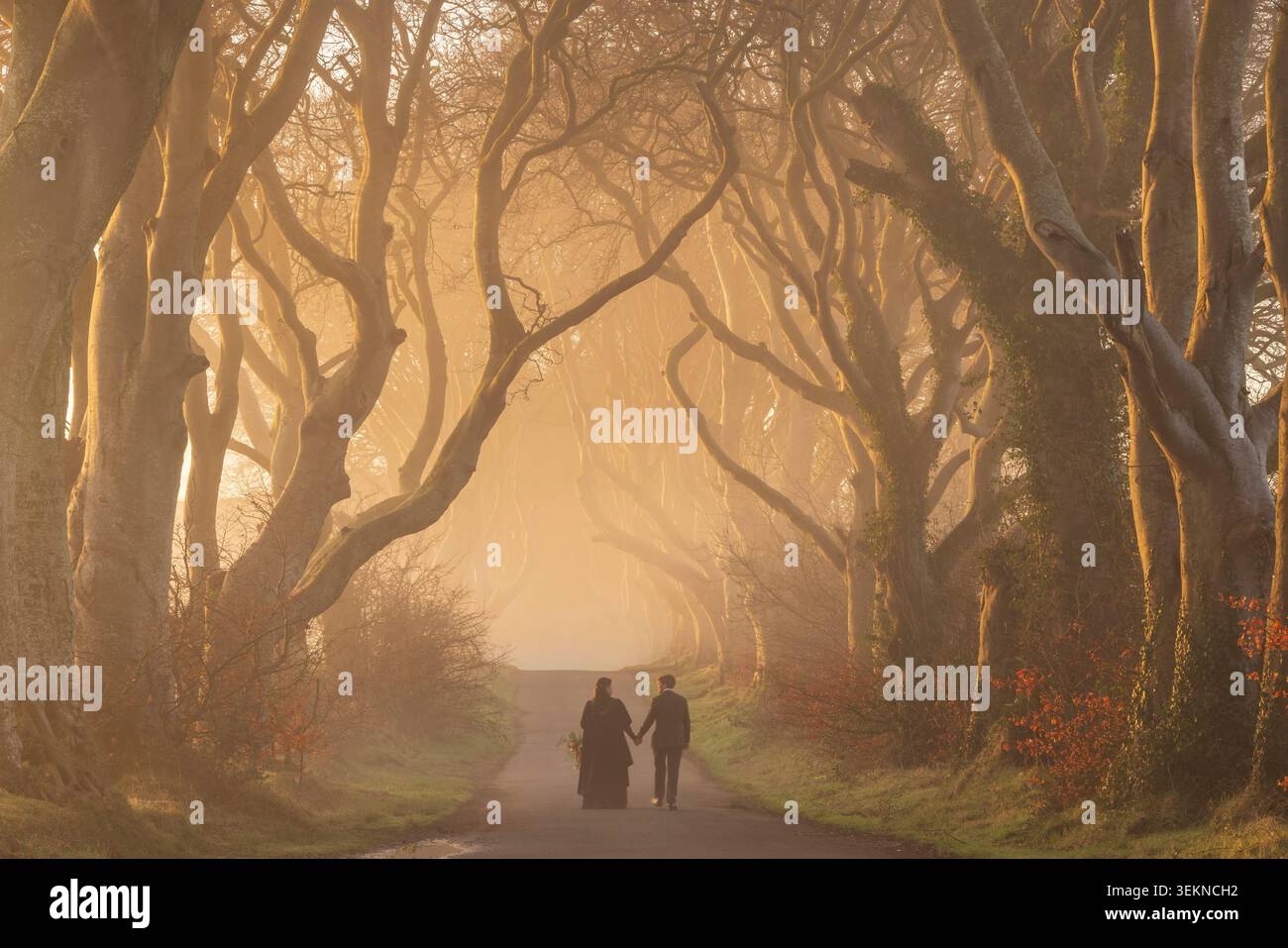 Frisch vermähltes Paar auf der Dark Hedges Road in County Antrim, Nordirland. Frühjahr (März) 2026. Stockfoto