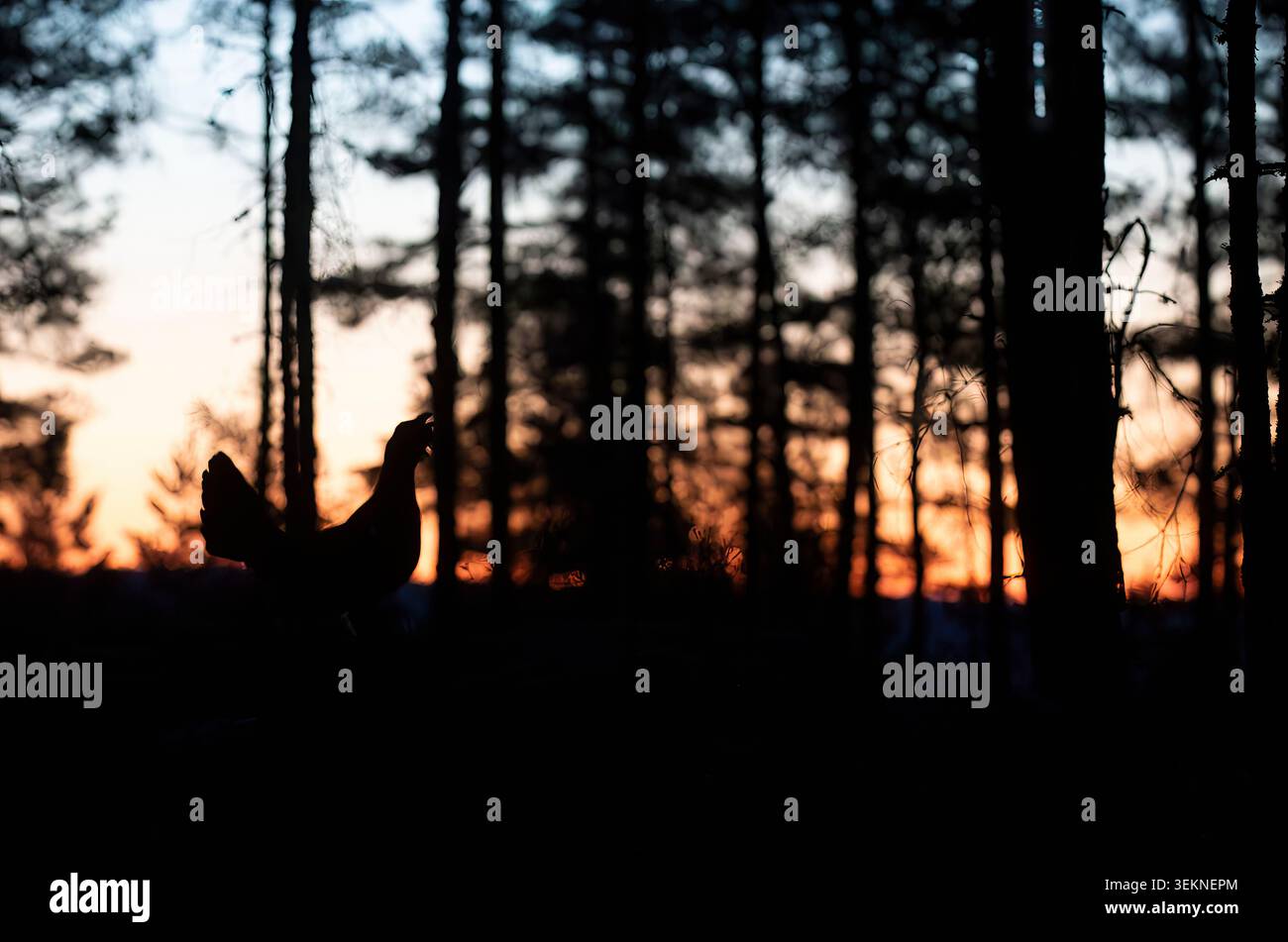 Silhouette des westlichen Auerhuhns im Wald bei Dämmerung Stockfoto