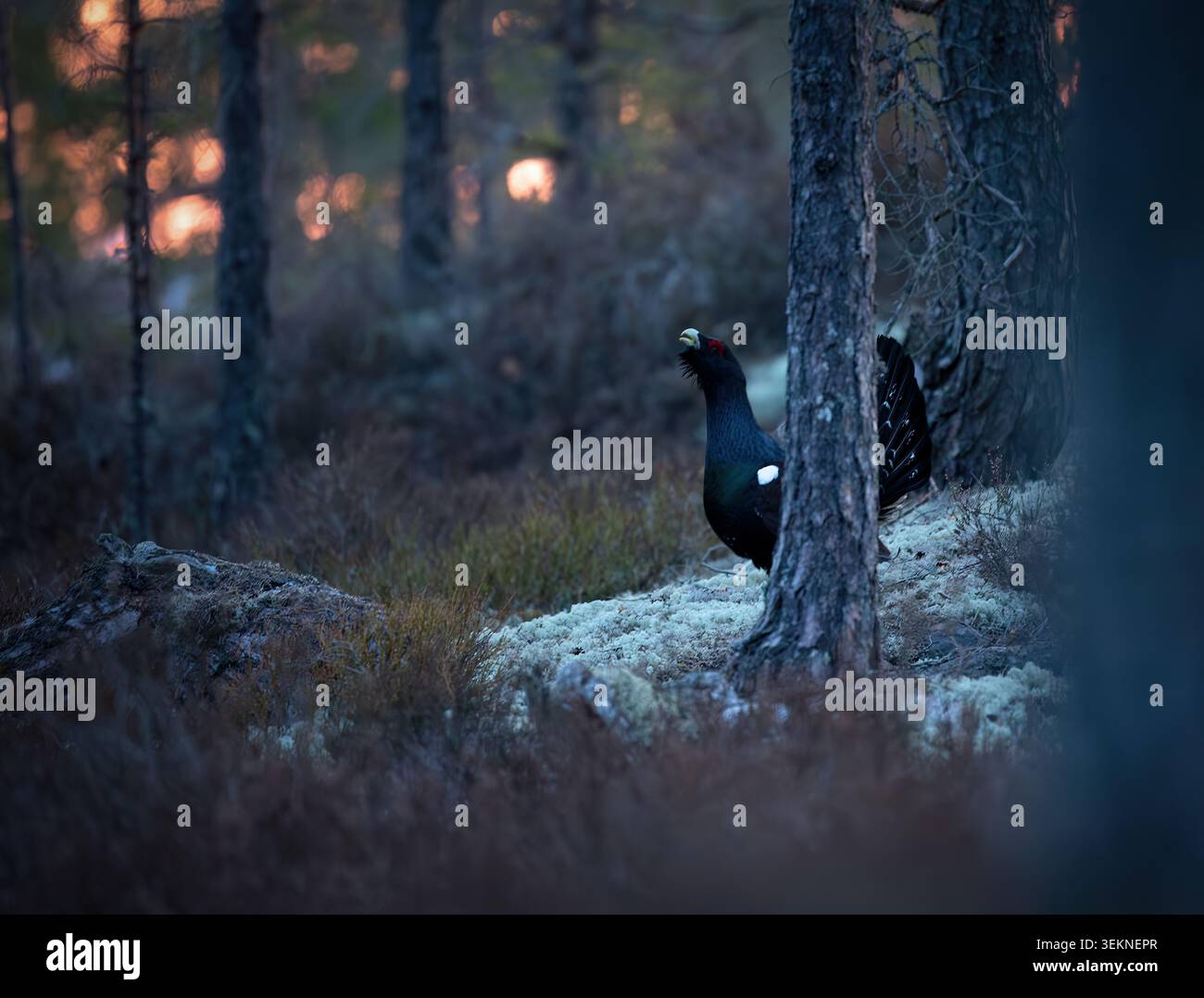 Westliches Auerhahn steht hinter einem Baum im Wald Stockfoto