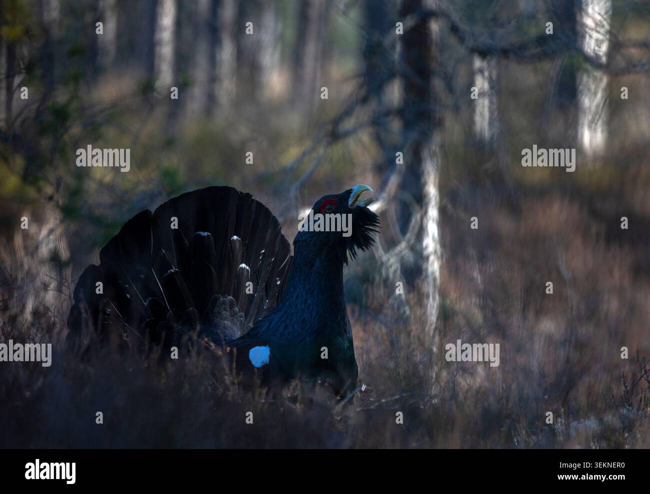 Nahaufnahme des Auerhuhns im Wald Stockfoto