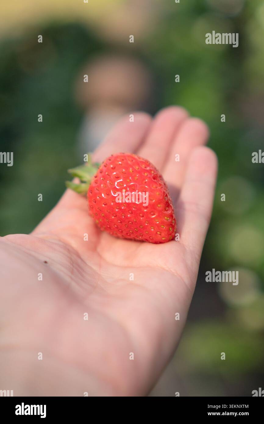 Der Elternteil hält eine Erdbeere mit einem konzentrierten Ausdruck, die die Konzentration und das Wunder der Entdeckung einfängt. Stockfoto