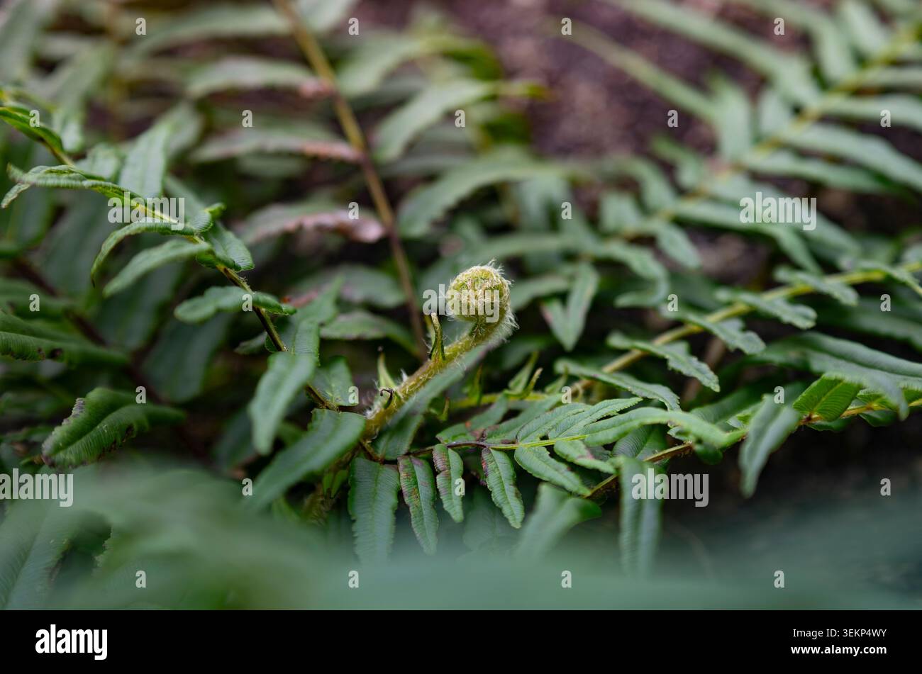Eine Makroaufnahme eines haarigen jungen fiddlehead eines parasitischen Jungferns, der sich inmitten reifer grüner Wedel bei weichem, natürlichem Tageslicht entfaltet. Stockfoto