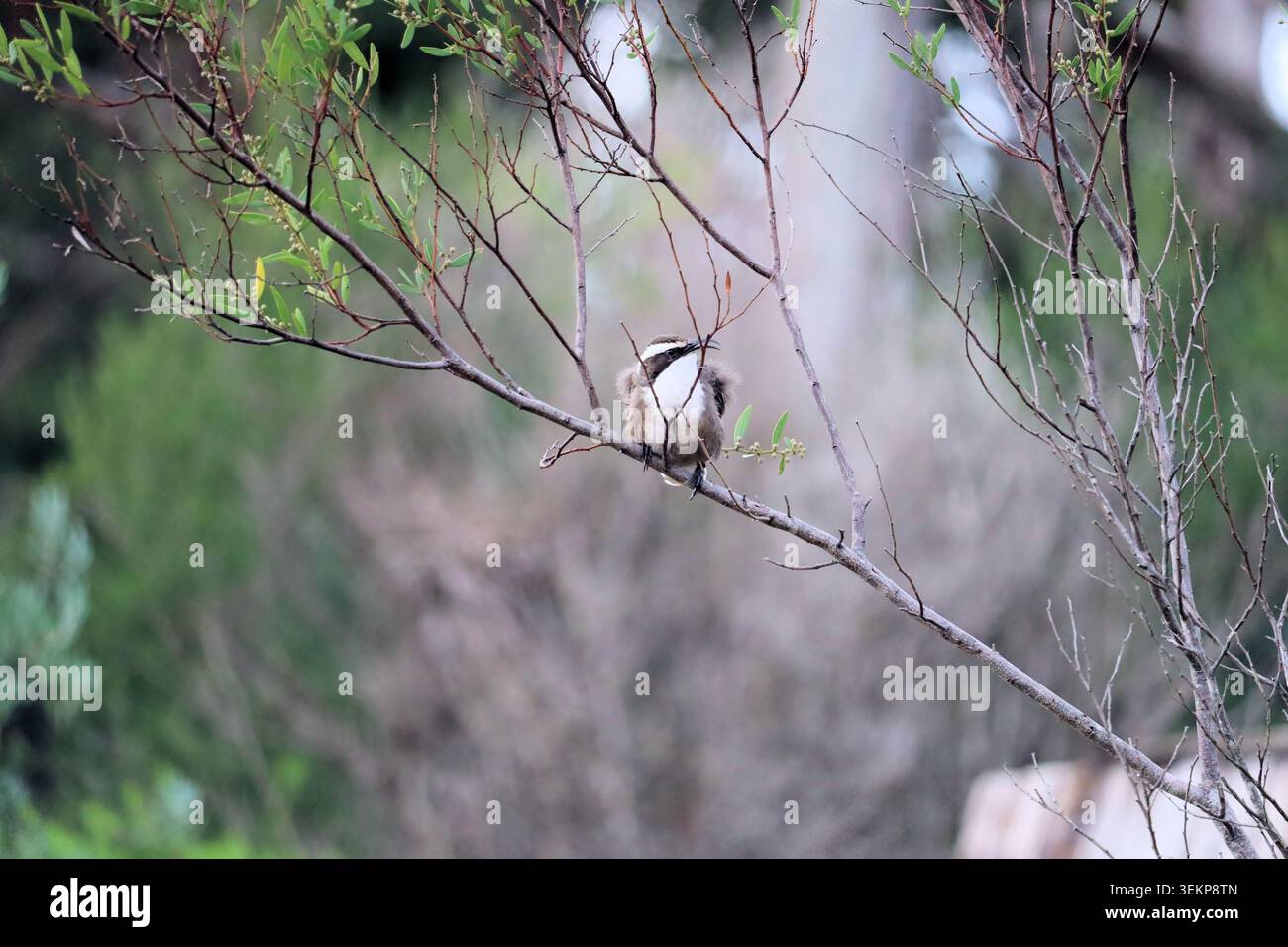 Wilder Weißbrauen-Babbler (Pomatostomus superciliosus), der sich in der Wehklage in Südaustralien befindet Stockfoto