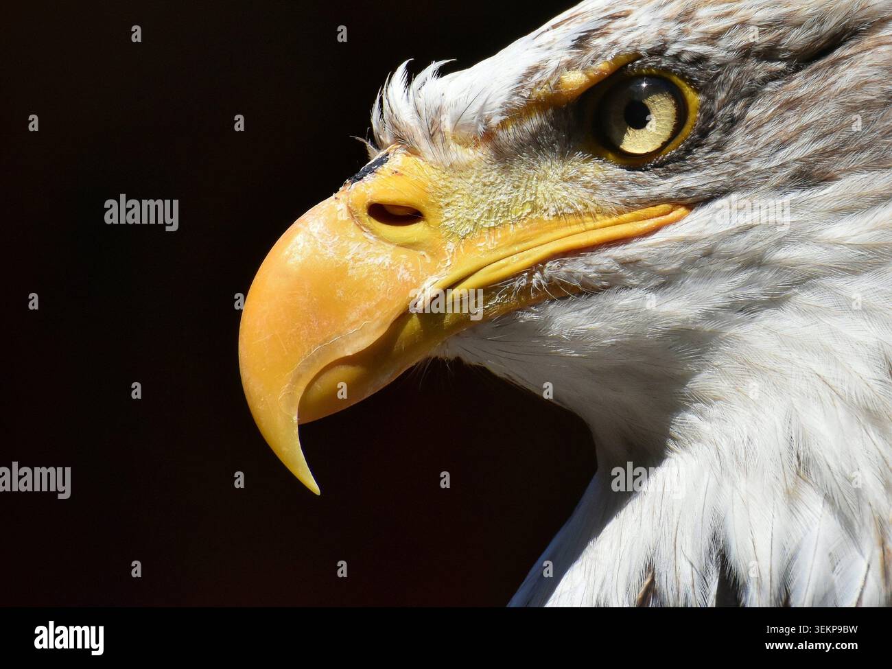 Ein Nahporträt eines Adlers Gesicht mit scharfem Schnabel und stechenden Augen Stockfoto