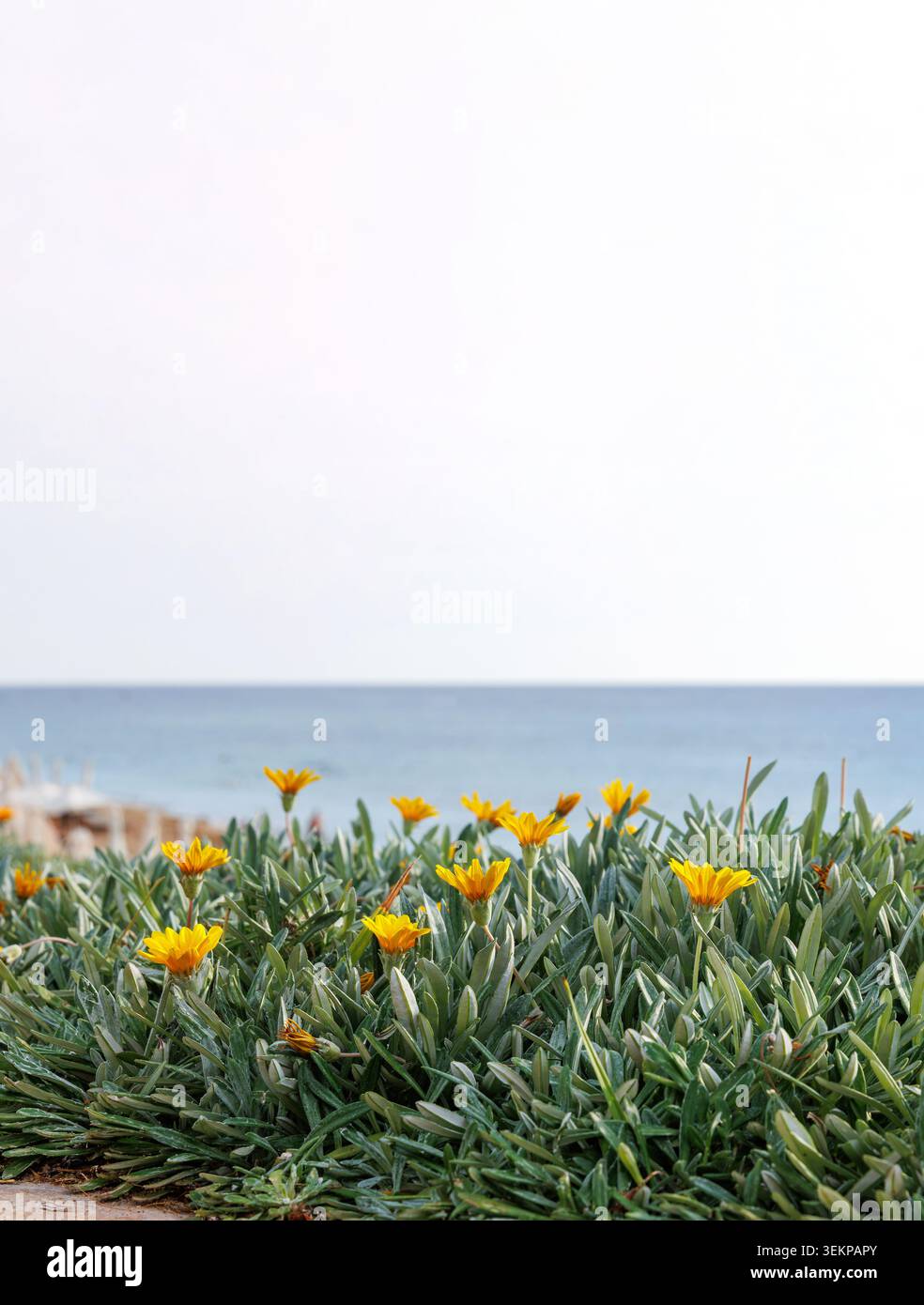 Gazania blüht im Küstengarten Zyperns mit Hintergrund des Mittelmeers und Kopierraum Stockfoto