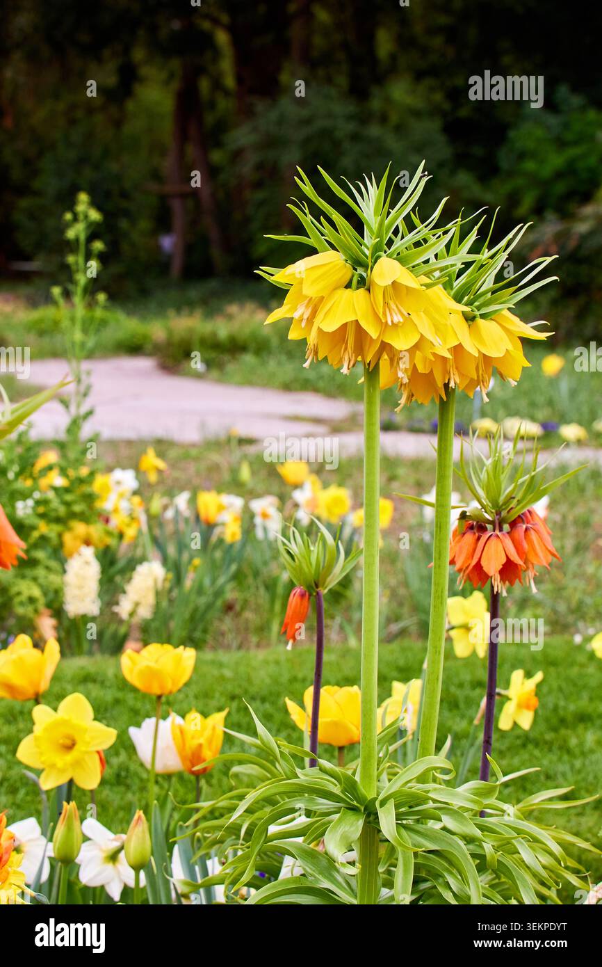Schöne gelbe Krone Kaiserblumen (Fritillaria imperialis lutea) blühen in einem Frühlingsgarten mit Orangenfritillaria und Tulpen. Stockfoto