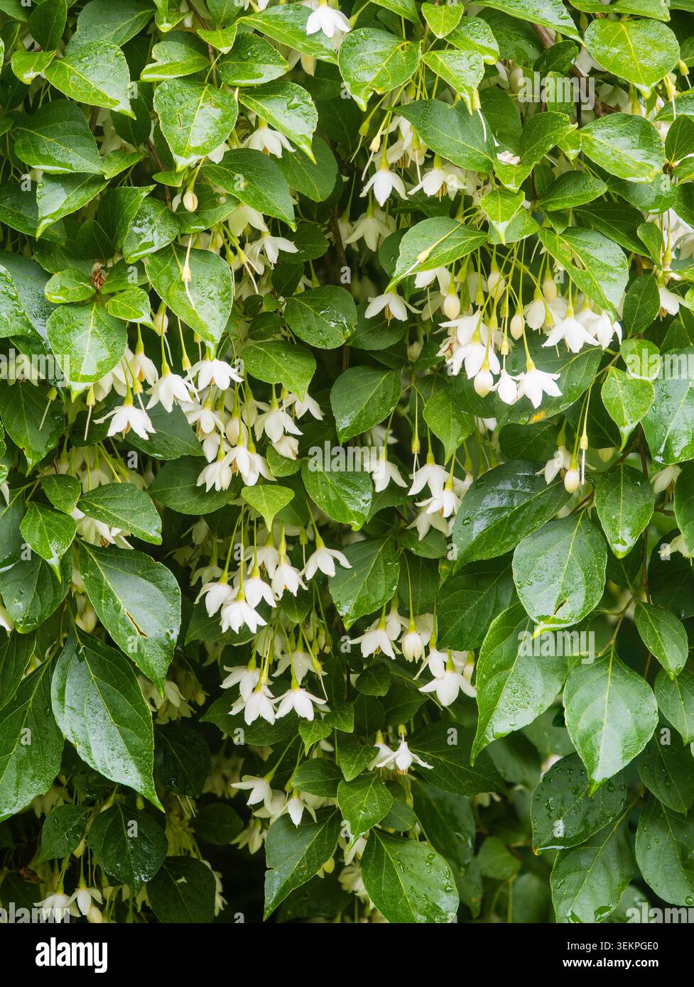 Weiße Frühsommerblumen des japanischen schneebells, Styrax japonicus, Stockfoto