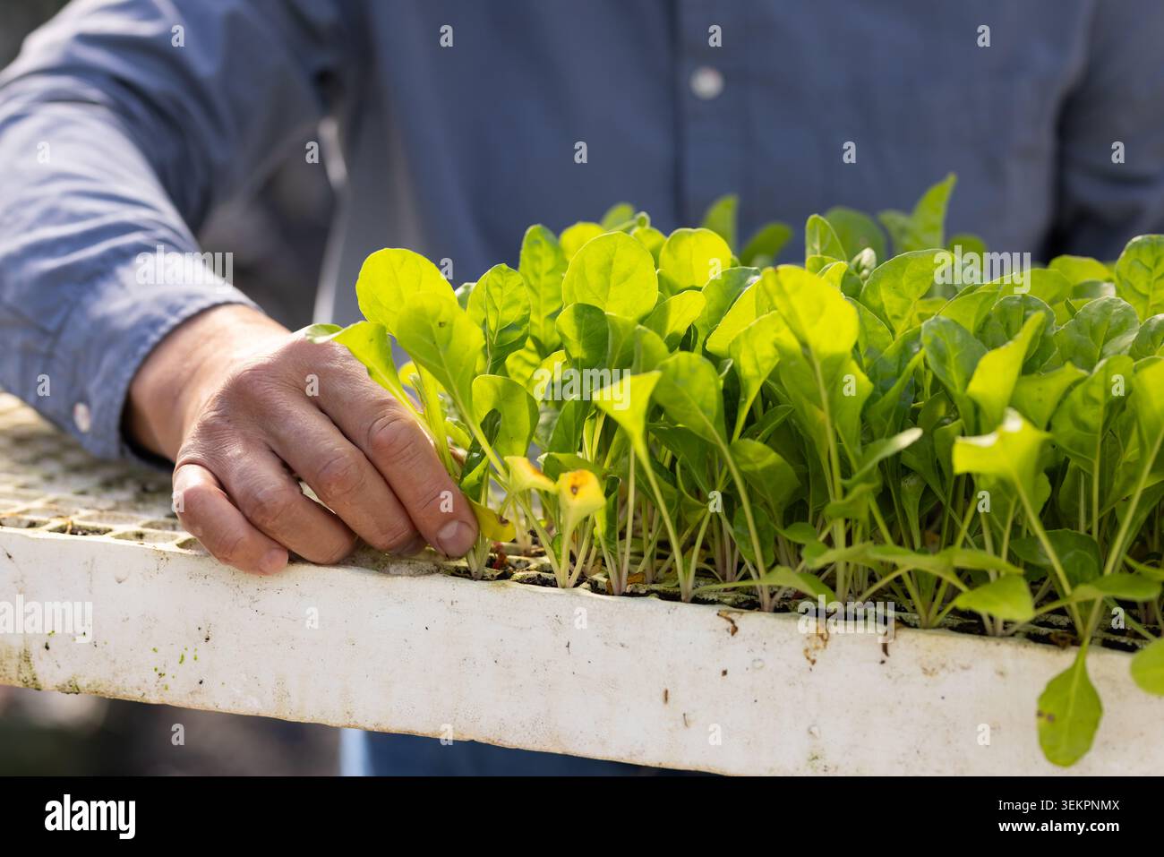 Ein älterer asiatischer Mann, der Laubkeimlinge in weißem Schaumstofftablett auf der Gewächshausbank mit blauem Hemd hebt Stockfoto