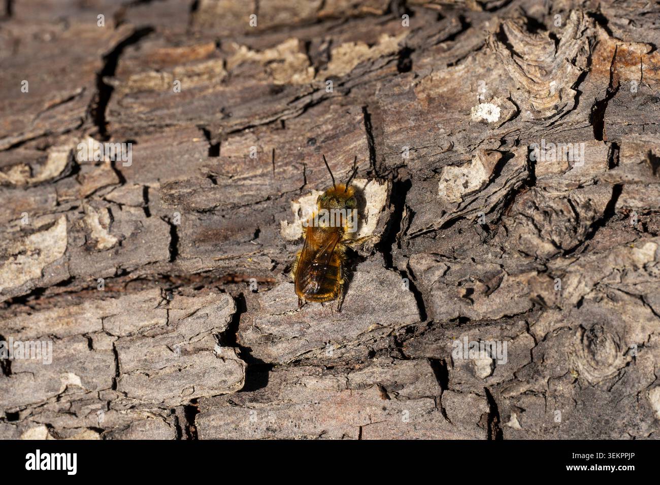 Blue Mason Bee Osmia caerulescens, Blick auf eine einzelne erwachsene männliche Biene, die sich auf einem gefallenen Baum sonnt, Nottinghamshire, Großbritannien, April Stockfoto