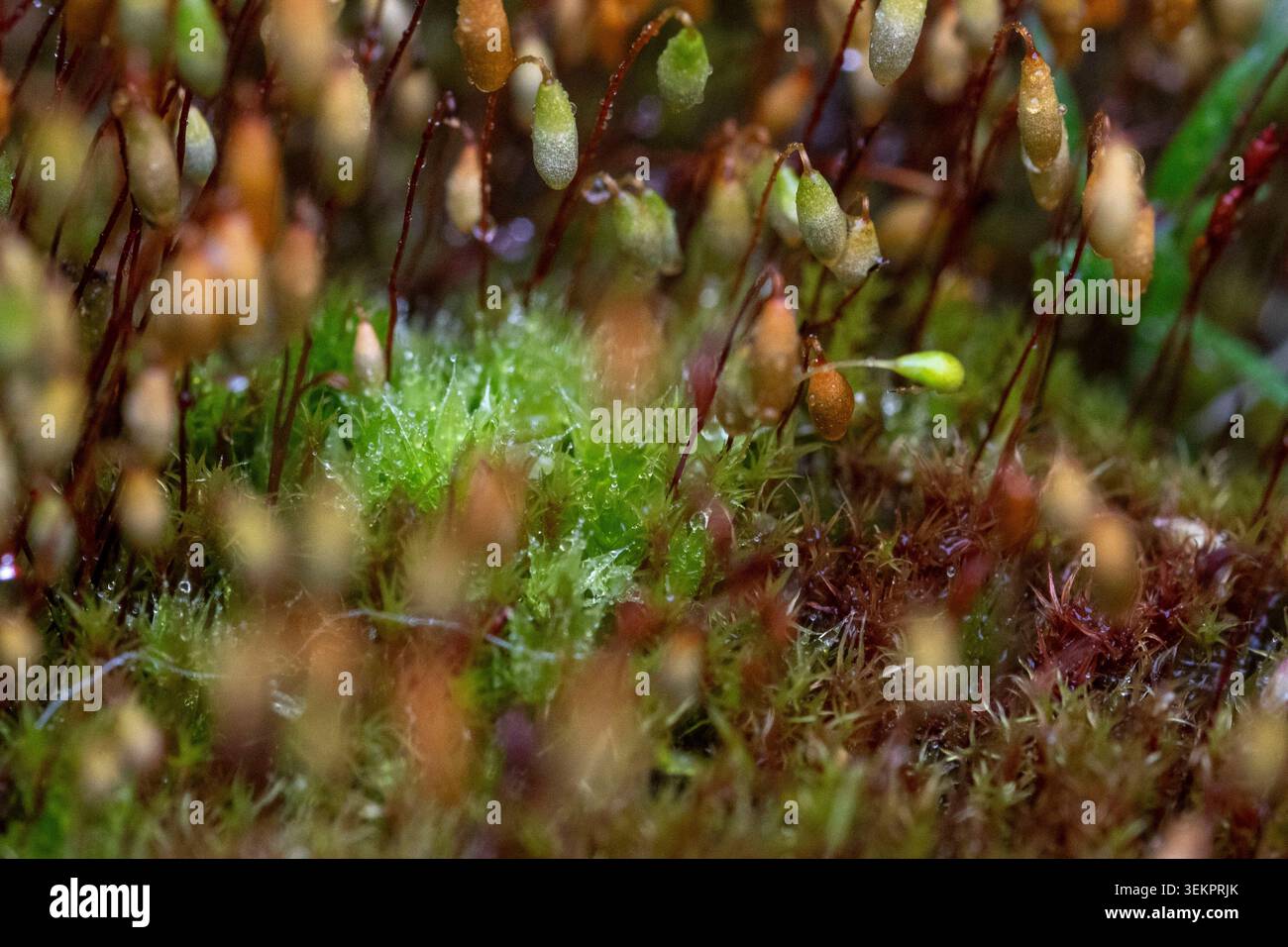 Makroaufnahme von Moossporophyten mit taubedeckten Sporenkapseln, die sich über einem üppig grünen Moosteppich in einem feuchten Waldgebiet erheben. Stockfoto