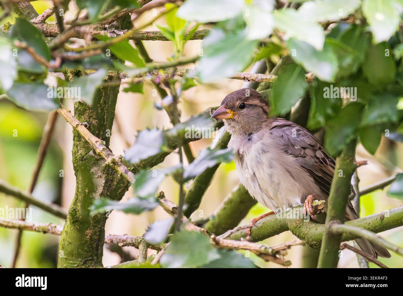 Ein kleiner Spatzen (Passer domesticus) thront auf einem moosigen Zweig in einer grünen Gartenhecke, gefangen in sanftem natürlichem Licht. Intimes Tierporträt Stockfoto