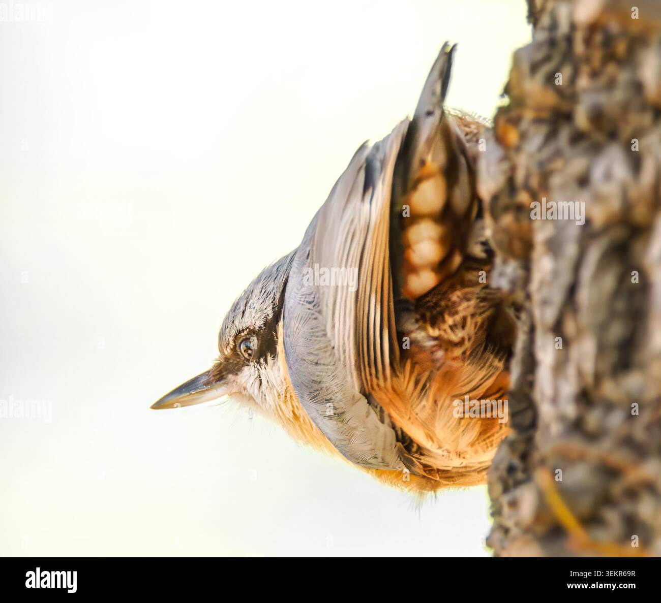 Ein Nuthatch steht auf einem Baumstamm Stockfoto