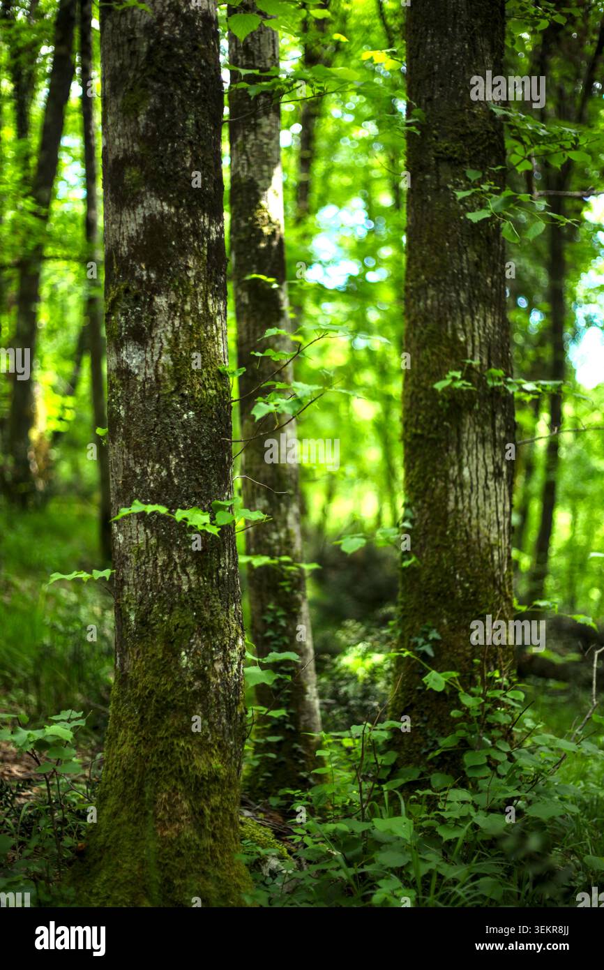 Schöner sonnendurchfluteter kroatischer Wald mit hohen Baumstämmen, die mit frischem grünem Moos bedeckt sind, umgeben von lebhaftem Sommerlaub. Stockfoto