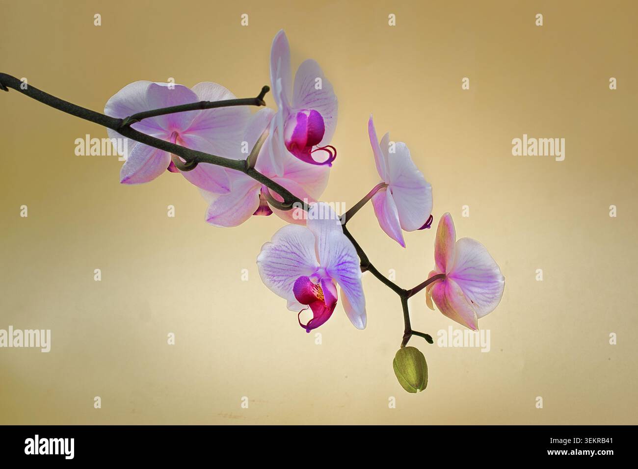 Weiße und rosafarbene Phalaenopsis Orchideenblüten auf einem Stamm vor einem warmen goldenen Hintergrund, mit Kopierraum. Stockfoto