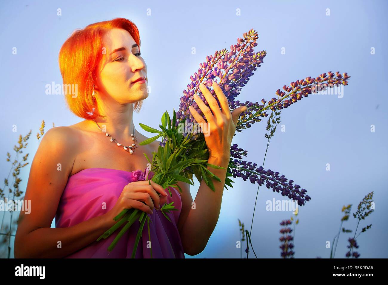 Frau in purpurroter Kleidung genießt violette Lupinen in einem blühenden Feld während der goldenen Stunde im Sommer Stockfoto